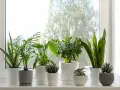 Kwiaty w domu inspiracje: zielona oaza na parapecie. Aloes, paproć, grubosz i sansewieria tworzą naturalną dekorację.