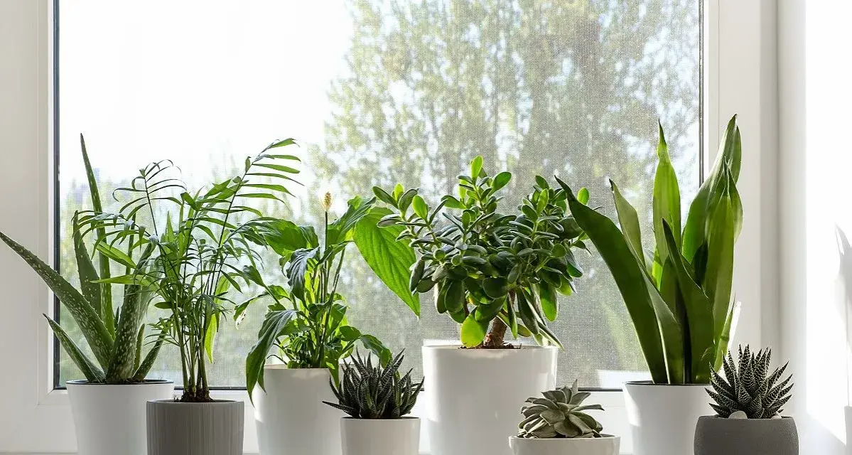 Kwiaty w domu inspiracje: zielona oaza na parapecie. Aloes, paproć, grubosz i sansewieria tworzą naturalną dekorację.