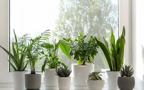Kwiaty w domu inspiracje: zielona oaza na parapecie. Aloes, paproć, grubosz i sansewieria tworzą naturalną dekorację.